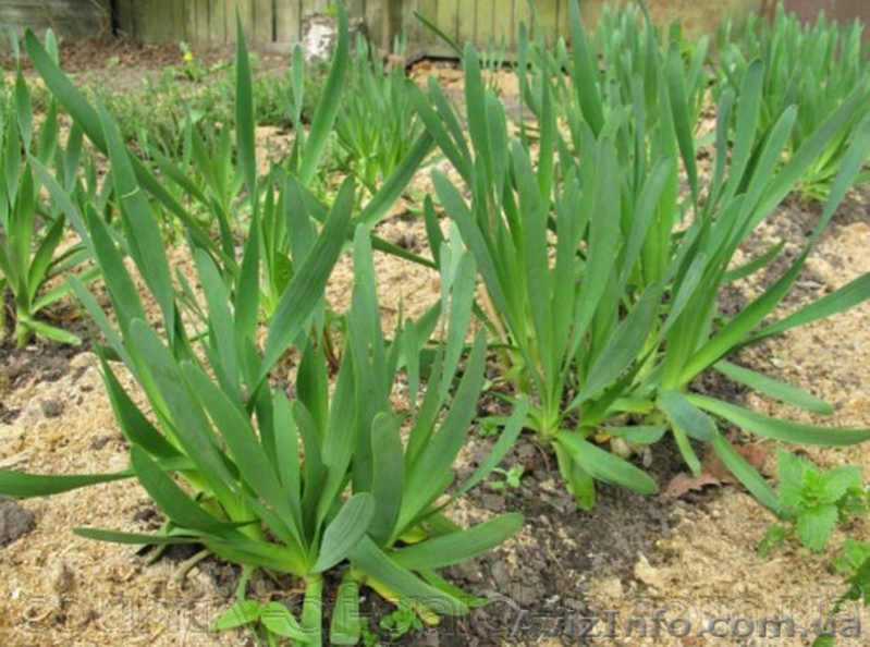 Продам луковицы Лука слезуна и много других растений (опт от 1000 грн) - <ro>Изображение</ro><ru>Изображение</ru> #4, <ru>Объявление</ru> #1563290