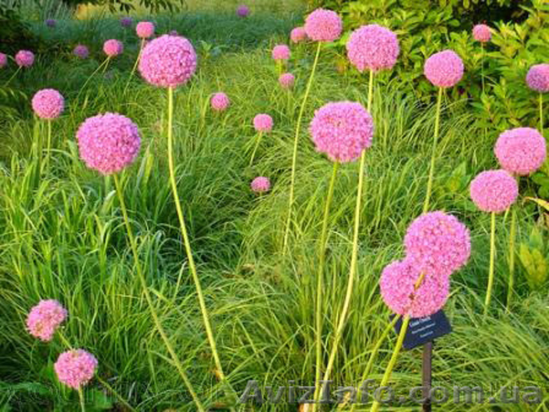 Продам луковицы Луки Раннецветущие и много других растений (опт от 1000 грн) - <ro>Изображение</ro><ru>Изображение</ru> #1, <ru>Объявление</ru> #1563291