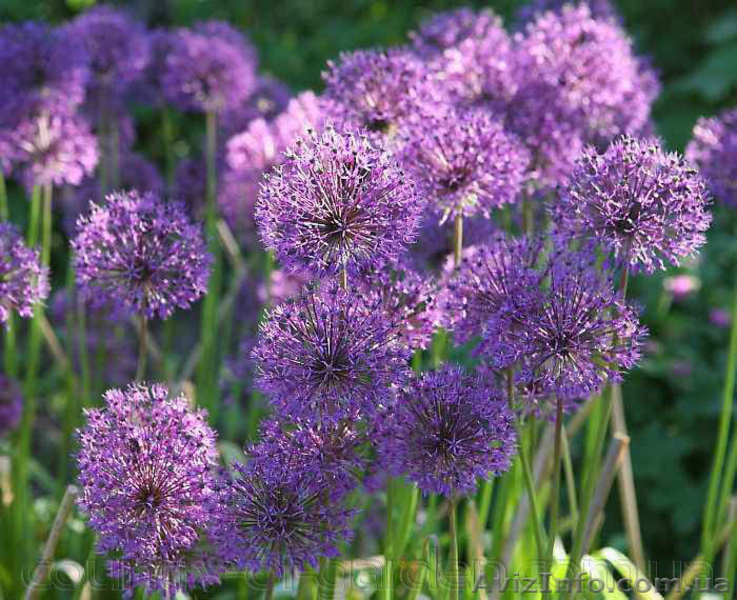 Продам луковицы Луки Раннецветущие и много других растений (опт от 1000 грн) - <ro>Изображение</ro><ru>Изображение</ru> #2, <ru>Объявление</ru> #1563291