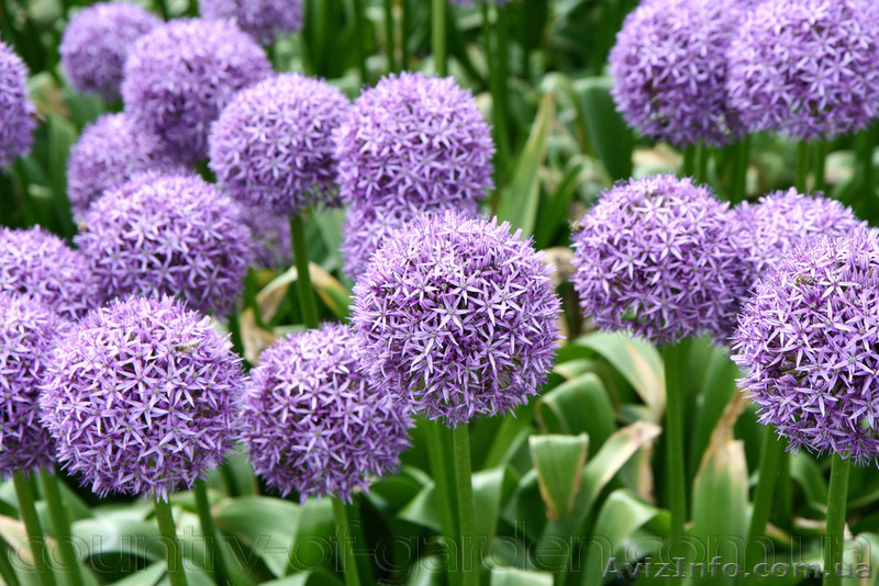 Продам луковицы Луки Раннецветущие и много других растений (опт от 1000 грн) - <ro>Изображение</ro><ru>Изображение</ru> #4, <ru>Объявление</ru> #1563291