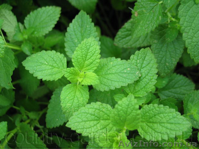 Продам деленки Мяты и много других растений (опт от 1000 грн) - <ro>Изображение</ro><ru>Изображение</ru> #9, <ru>Объявление</ru> #1564262