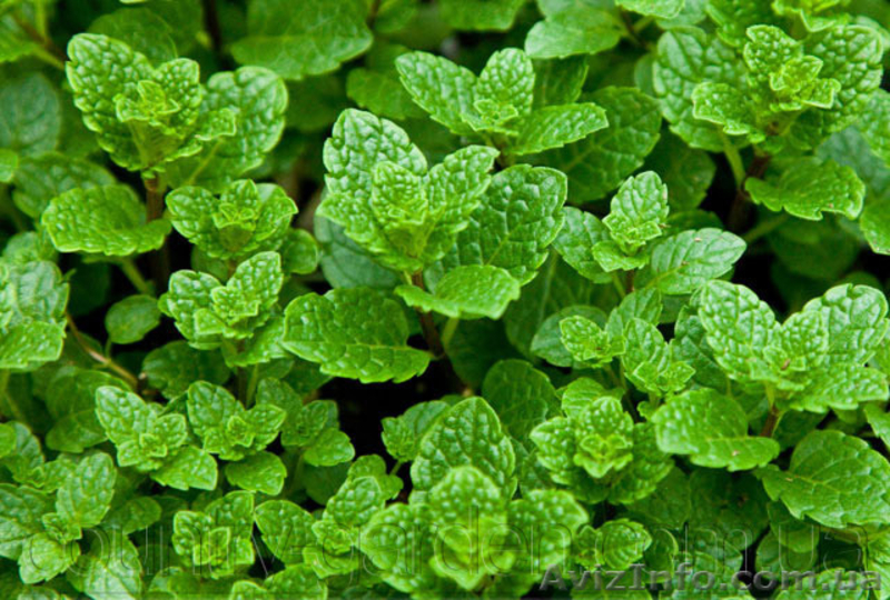 Продам деленки Мяты и много других растений (опт от 1000 грн) - <ro>Изображение</ro><ru>Изображение</ru> #10, <ru>Объявление</ru> #1564262