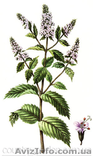 Продам деленки Мяты и много других растений (опт от 1000 грн) - <ro>Изображение</ro><ru>Изображение</ru> #1, <ru>Объявление</ru> #1564262