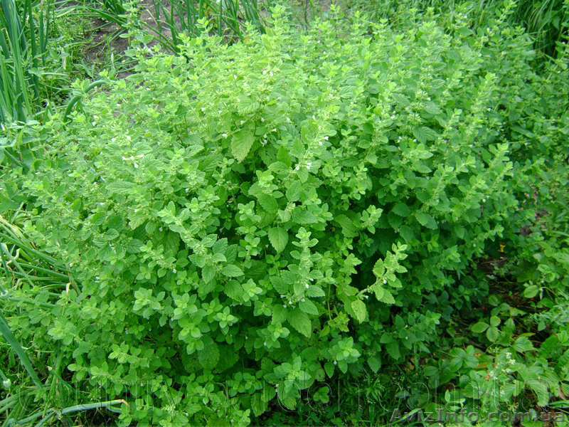 Продам деленки Мяты и много других растений (опт от 1000 грн) - <ro>Изображение</ro><ru>Изображение</ru> #4, <ru>Объявление</ru> #1564262