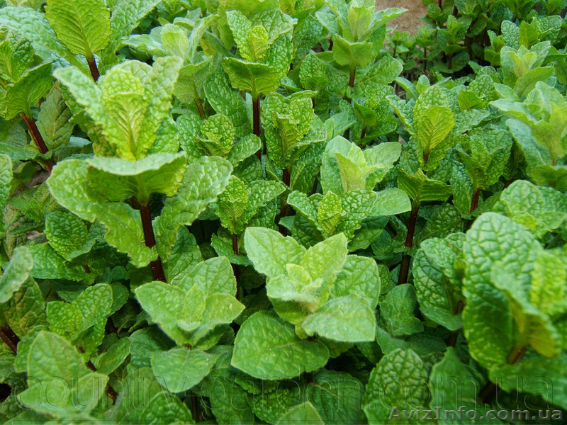 Продам деленки Мяты и много других растений (опт от 1000 грн) - <ro>Изображение</ro><ru>Изображение</ru> #6, <ru>Объявление</ru> #1564262