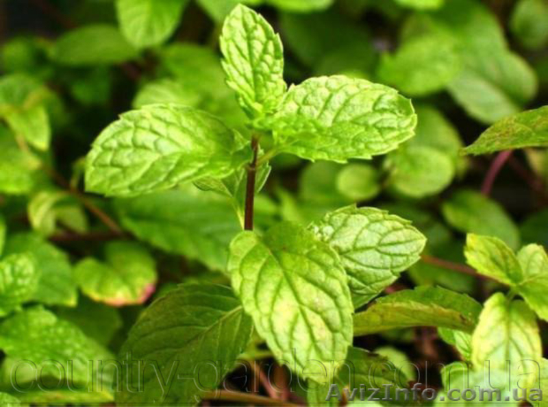 Продам деленки Мяты и много других растений (опт от 1000 грн) - <ro>Изображение</ro><ru>Изображение</ru> #7, <ru>Объявление</ru> #1564262