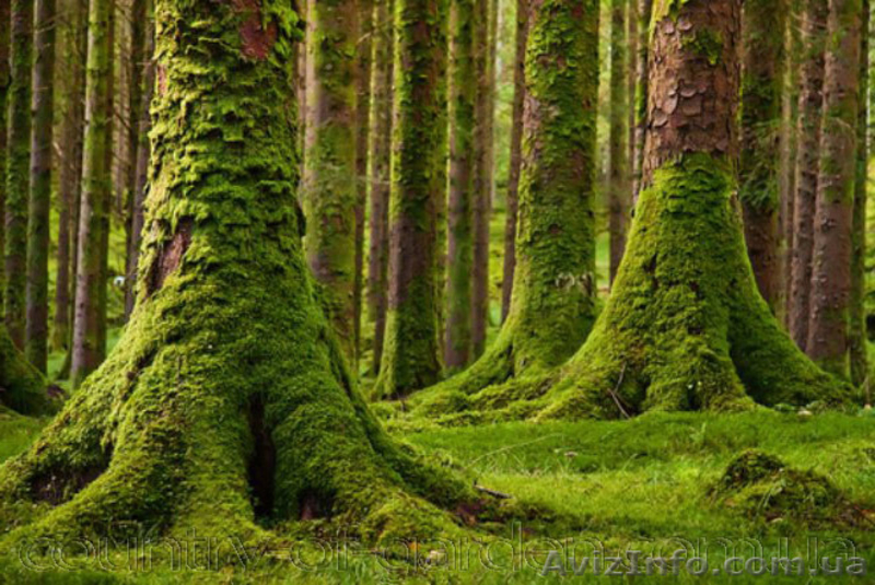 Продаем мох для озеленения притененных участков и много других растений - <ro>Изображение</ro><ru>Изображение</ru> #3, <ru>Объявление</ru> #1564243