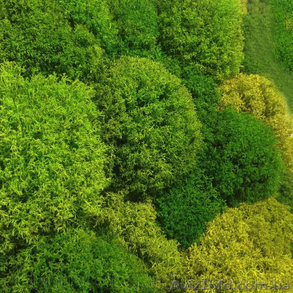 Продаем мох для озеленения притененных участков и много других растений - <ro>Изображение</ro><ru>Изображение</ru> #4, <ru>Объявление</ru> #1564243