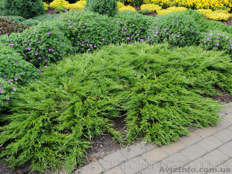 Продаем хвойные в ассортимете и много других растений (опт от 1000 грн) - <ro>Изображение</ro><ru>Изображение</ru> #3, <ru>Объявление</ru> #1564239