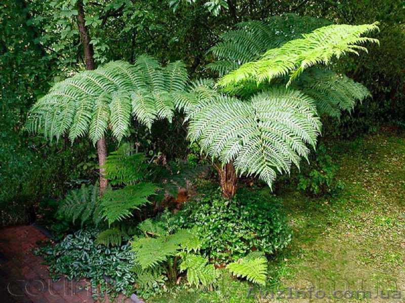 Продам Папоротник (Древовидный) и много других растений (опт от 1000 грн) - <ro>Изображение</ro><ru>Изображение</ru> #2, <ru>Объявление</ru> #1564297