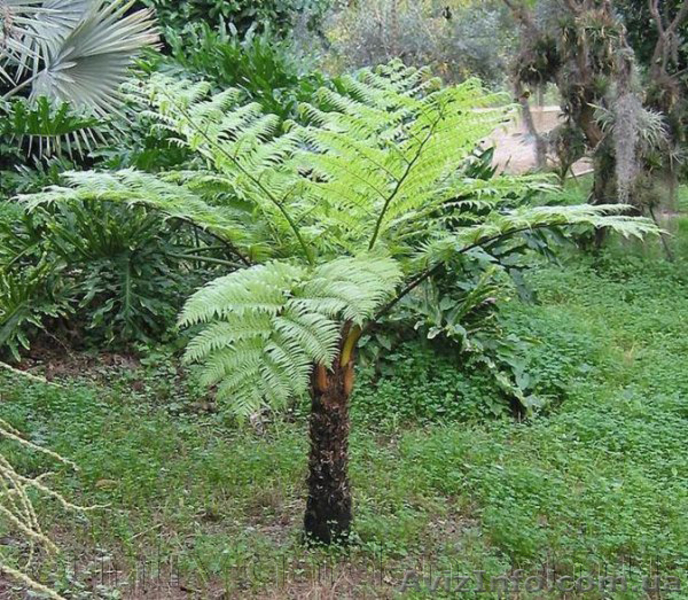 Продам Папоротник (Древовидный) и много других растений (опт от 1000 грн) - <ro>Изображение</ro><ru>Изображение</ru> #3, <ru>Объявление</ru> #1564297