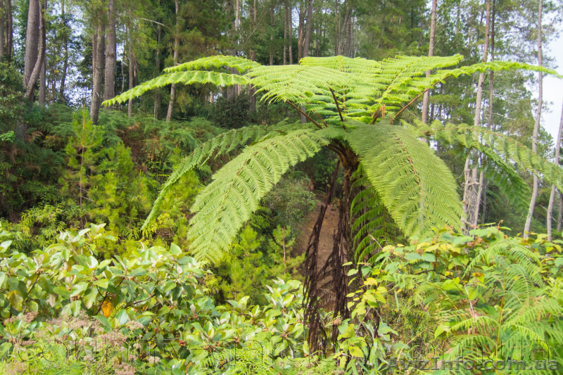 Продам Папоротник (Древовидный) и много других растений (опт от 1000 грн) - <ro>Изображение</ro><ru>Изображение</ru> #6, <ru>Объявление</ru> #1564297