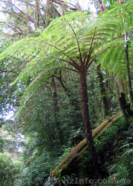 Продам Папоротник (Древовидный) и много других растений (опт от 1000 грн) - <ro>Изображение</ro><ru>Изображение</ru> #7, <ru>Объявление</ru> #1564297