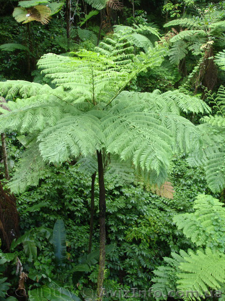 Продам Папоротник (Древовидный) и много других растений (опт от 1000 грн) - <ro>Изображение</ro><ru>Изображение</ru> #9, <ru>Объявление</ru> #1564297