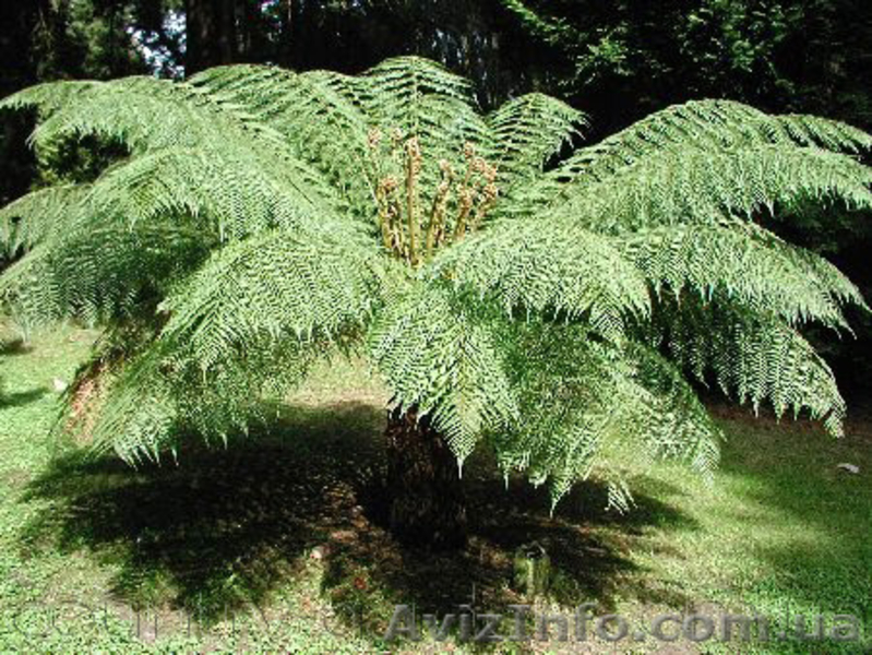 Продам Папоротник (Древовидный) и много других растений (опт от 1000 грн) - <ro>Изображение</ro><ru>Изображение</ru> #10, <ru>Объявление</ru> #1564297