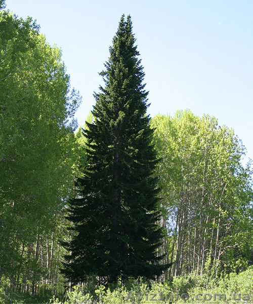 Продам Пихту (хвойное) и много других растений (опт от 1000 грн) - <ro>Изображение</ro><ru>Изображение</ru> #3, <ru>Объявление</ru> #1564319