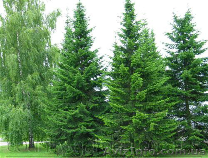 Продам Пихту (хвойное) и много других растений (опт от 1000 грн) - <ro>Изображение</ro><ru>Изображение</ru> #4, <ru>Объявление</ru> #1564319