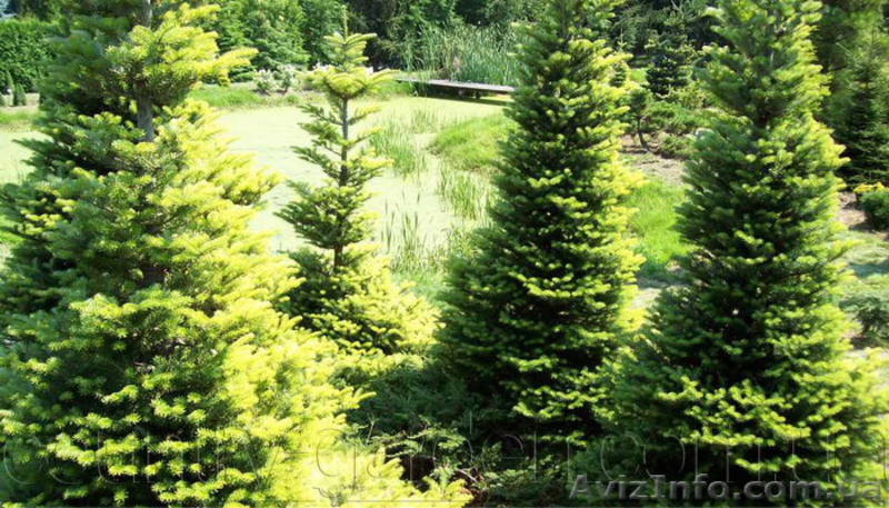 Продам Пихту (хвойное) и много других растений (опт от 1000 грн) - <ro>Изображение</ro><ru>Изображение</ru> #6, <ru>Объявление</ru> #1564319