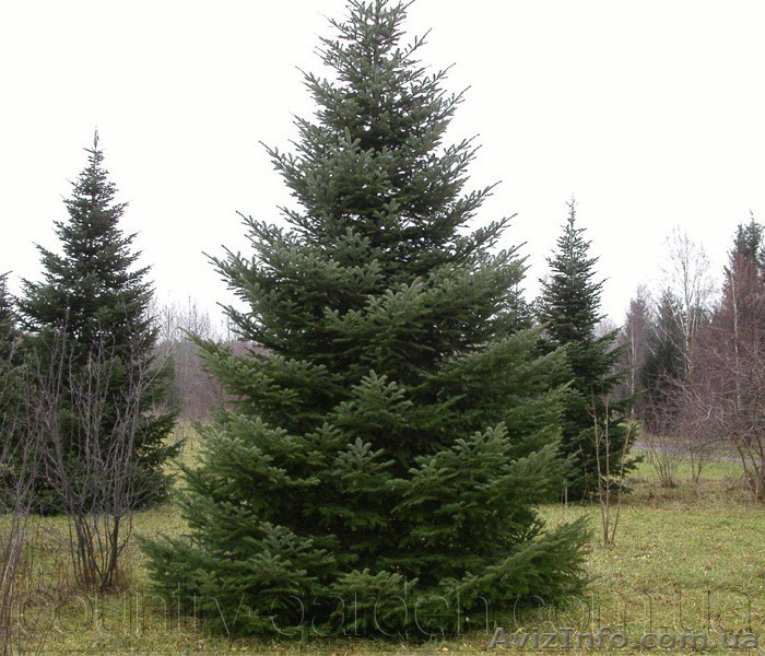 Продам Пихту (хвойное) и много других растений (опт от 1000 грн) - <ro>Изображение</ro><ru>Изображение</ru> #9, <ru>Объявление</ru> #1564319