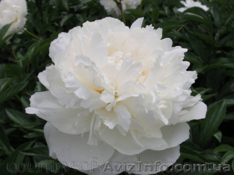 Продам саженцы Пиона и много других растений (опт от 1000 грн).  - <ro>Изображение</ro><ru>Изображение</ru> #3, <ru>Объявление</ru> #1564310