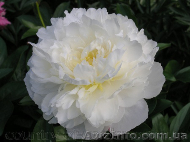 Продам саженцы Пиона и много других растений (опт от 1000 грн).  - <ro>Изображение</ro><ru>Изображение</ru> #4, <ru>Объявление</ru> #1564310