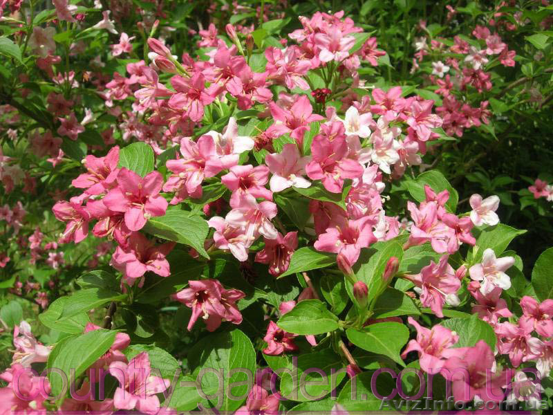 Продам саженцы Вейгелы и много других растений (опт от 1000 грн) - <ro>Изображение</ro><ru>Изображение</ru> #7, <ru>Объявление</ru> #1562577