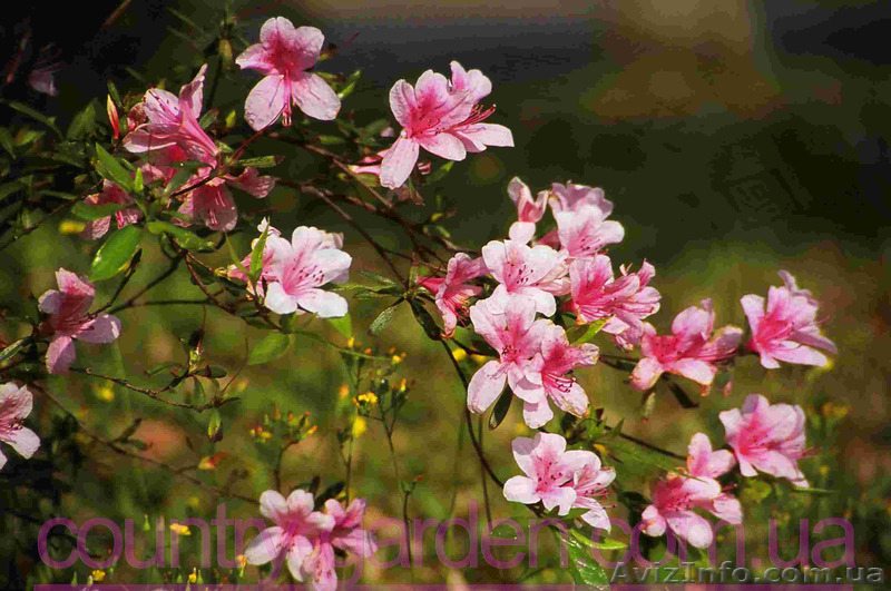 Продам саженцы Вейгелы и много других растений (опт от 1000 грн) - <ro>Изображение</ro><ru>Изображение</ru> #8, <ru>Объявление</ru> #1562577