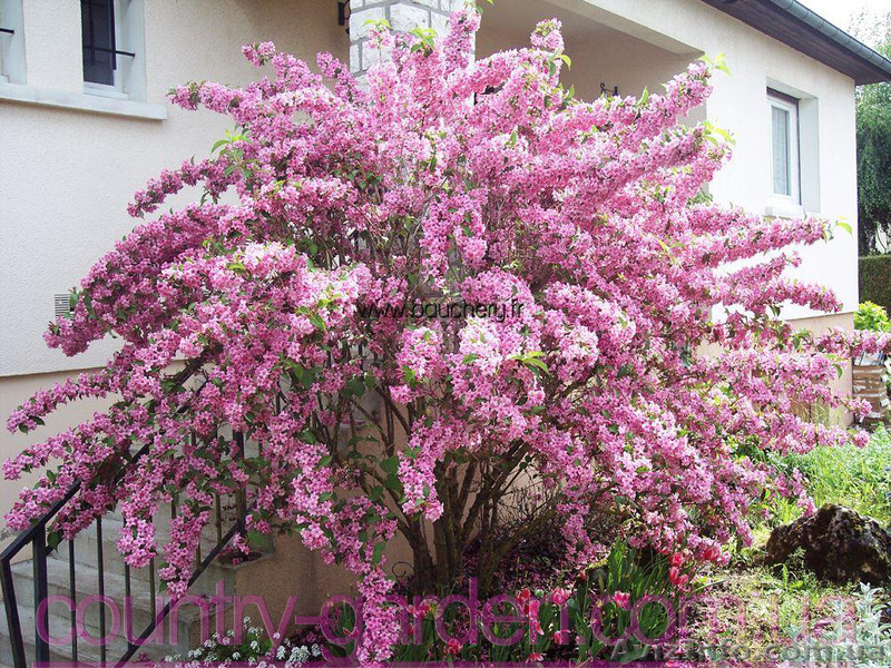 Продам саженцы Вейгелы и много других растений (опт от 1000 грн) - <ro>Изображение</ro><ru>Изображение</ru> #9, <ru>Объявление</ru> #1562577