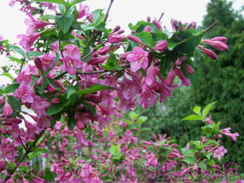 Продам саженцы Вейгелы и много других растений (опт от 1000 грн) - <ro>Изображение</ro><ru>Изображение</ru> #5, <ru>Объявление</ru> #1562577