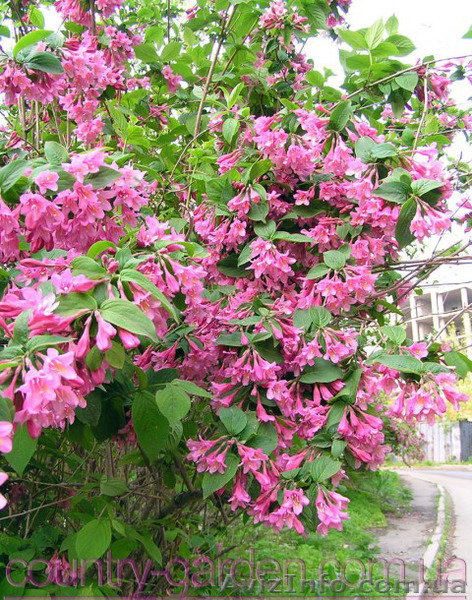 Продам саженцы Вейгелы и много других растений (опт от 1000 грн) - <ro>Изображение</ro><ru>Изображение</ru> #4, <ru>Объявление</ru> #1562577