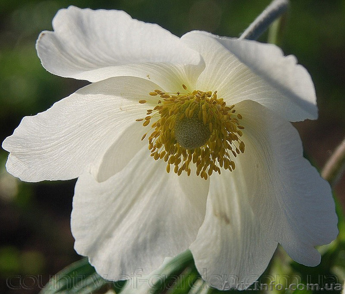 Продам саженцы Ветреницы и много других растений (опт от 1000 грн) - <ro>Изображение</ro><ru>Изображение</ru> #8, <ru>Объявление</ru> #1562572