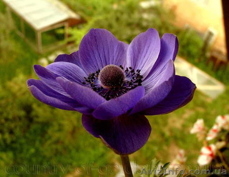 Продам саженцы Ветреницы и много других растений (опт от 1000 грн) - <ro>Изображение</ro><ru>Изображение</ru> #6, <ru>Объявление</ru> #1562572