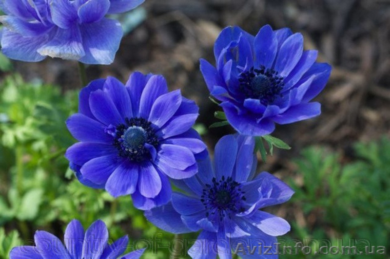 Продам саженцы Ветреницы и много других растений (опт от 1000 грн) - <ro>Изображение</ro><ru>Изображение</ru> #10, <ru>Объявление</ru> #1562572