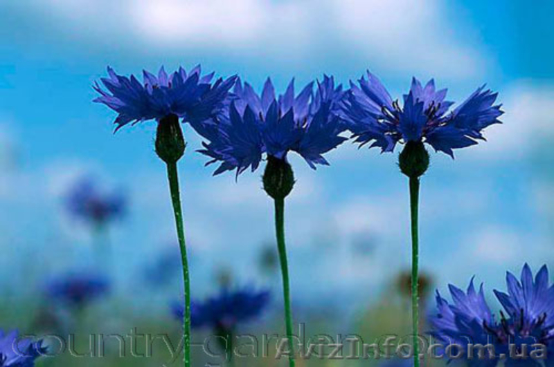 Продам Волошки Садовые и много других растений (опт от 1000 грн) - <ro>Изображение</ro><ru>Изображение</ru> #6, <ru>Объявление</ru> #1562578