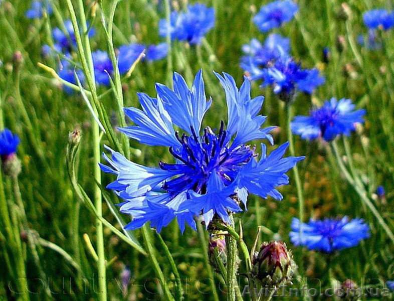 Продам Волошки Садовые и много других растений (опт от 1000 грн) - <ro>Изображение</ro><ru>Изображение</ru> #7, <ru>Объявление</ru> #1562578