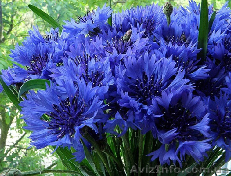 Продам Волошки Садовые и много других растений (опт от 1000 грн) - <ro>Изображение</ro><ru>Изображение</ru> #8, <ru>Объявление</ru> #1562578