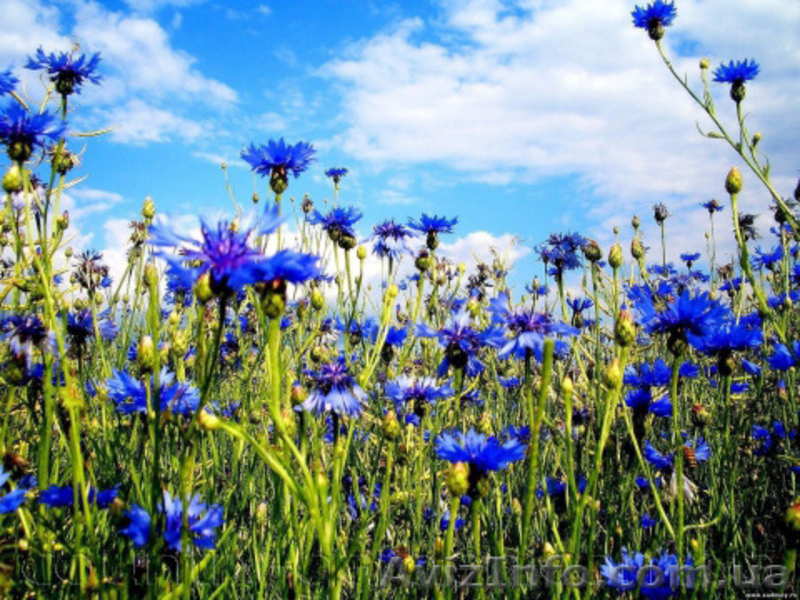 Продам Волошки Садовые и много других растений (опт от 1000 грн) - <ro>Изображение</ro><ru>Изображение</ru> #9, <ru>Объявление</ru> #1562578