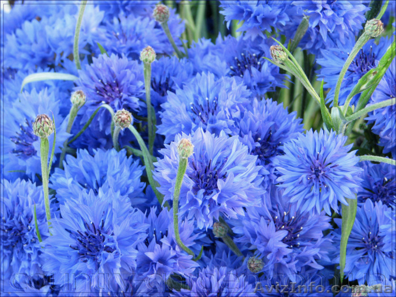 Продам Волошки Садовые и много других растений (опт от 1000 грн) - <ro>Изображение</ro><ru>Изображение</ru> #10, <ru>Объявление</ru> #1562578