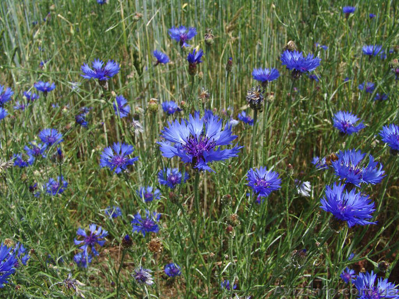 Продам Волошки Садовые и много других растений (опт от 1000 грн) - <ro>Изображение</ro><ru>Изображение</ru> #3, <ru>Объявление</ru> #1562578