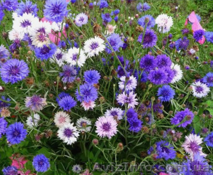 Продам Волошки Садовые и много других растений (опт от 1000 грн) - <ro>Изображение</ro><ru>Изображение</ru> #4, <ru>Объявление</ru> #1562578