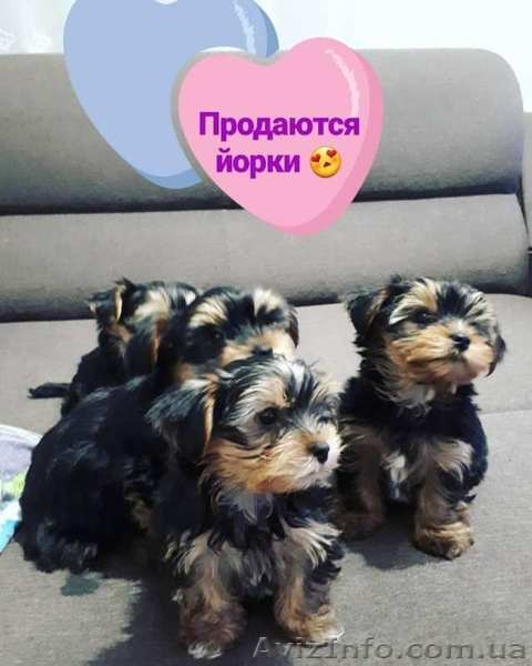 Предлагаю щенков Йоркширского терьера - <ro>Изображение</ro><ru>Изображение</ru> #3, <ru>Объявление</ru> #1607252