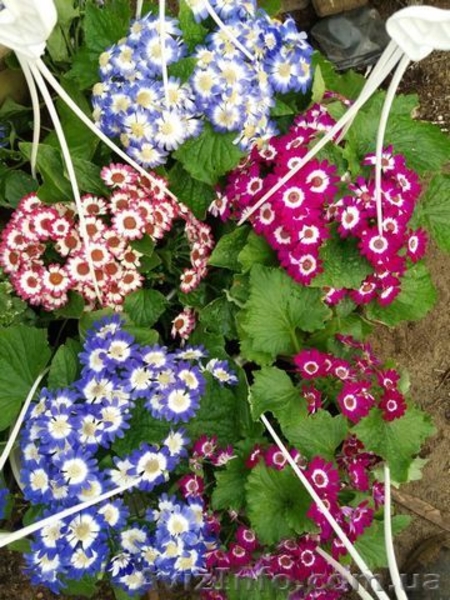 Примула ,Крокус,Ценерарий - <ro>Изображение</ro><ru>Изображение</ru> #3, <ru>Объявление</ru> #1609879