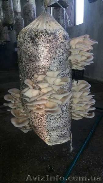 Продам грибы вешенку,  на постоянной основе - <ro>Изображение</ro><ru>Изображение</ru> #3, <ru>Объявление</ru> #1623145