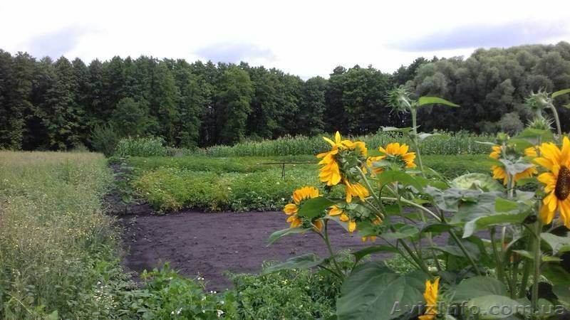 Продам дом в селе Гениевка Змиевского района - <ro>Изображение</ro><ru>Изображение</ru> #5, <ru>Объявление</ru> #1626666