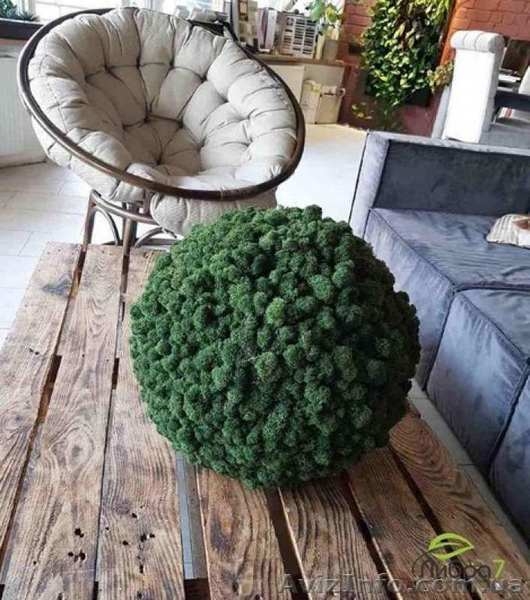 Стабилизированный мох опт, проэкты и рощница - <ro>Изображение</ro><ru>Изображение</ru> #3, <ru>Объявление</ru> #1629390