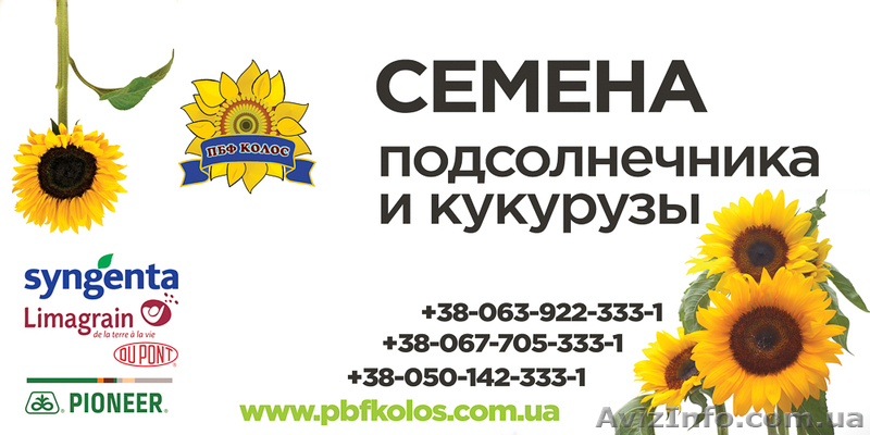 Семена подсолнечника Солтан / Насіння соняшника Солтан - <ro>Изображение</ro><ru>Изображение</ru> #6, <ru>Объявление</ru> #1588892