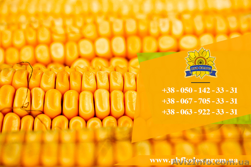 Семена кукурузы / Насіння кукурудзи Дніпровський 181 СВ від ПБФ «Колос» - <ro>Изображение</ro><ru>Изображение</ru> #2, <ru>Объявление</ru> #1632334