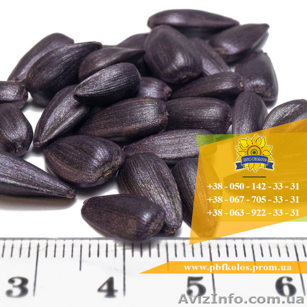Семена подсолнечника / Насіння соняшника Базальт - <ro>Изображение</ro><ru>Изображение</ru> #3, <ru>Объявление</ru> #1588881