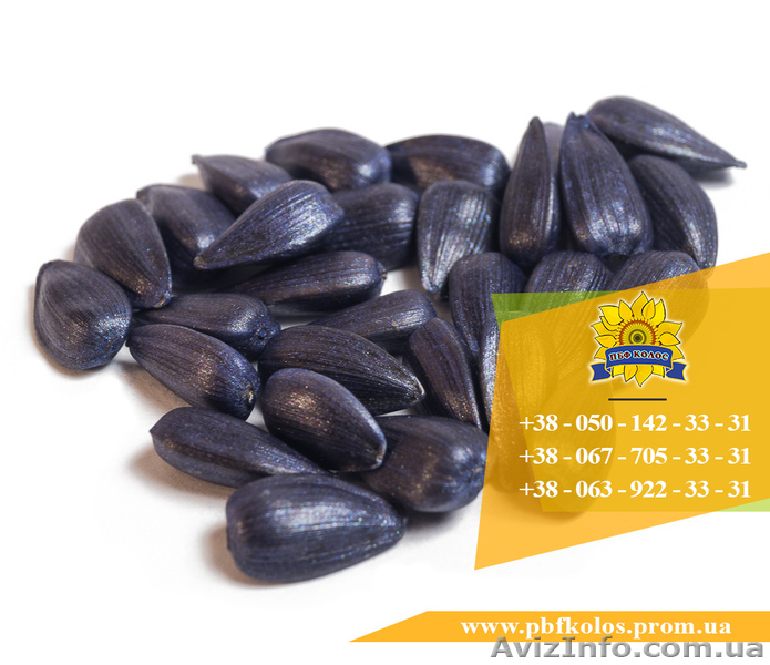 Семена подсолнечника / Сертифіковане насіння соняшника - <ro>Изображение</ro><ru>Изображение</ru> #3, <ru>Объявление</ru> #1588891