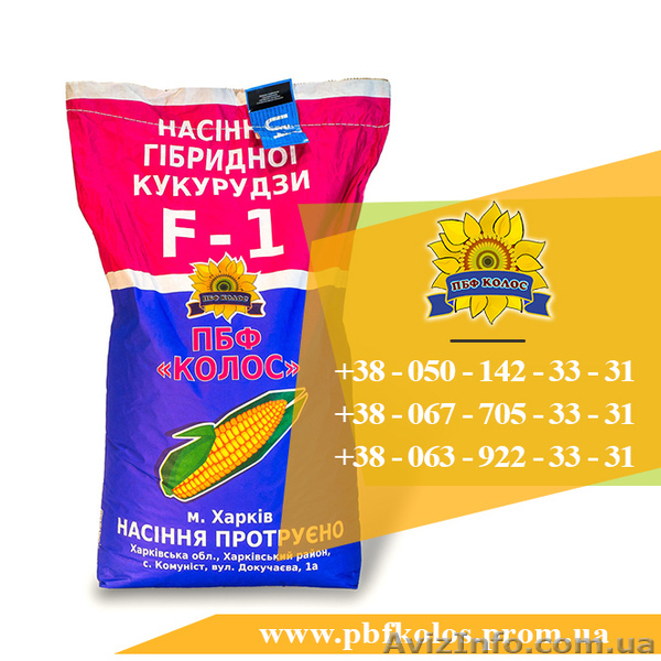 Семена кукурузы / Насіння кукурудзи Оржиця 237 МВ від ПБФ «Колос» - <ro>Изображение</ro><ru>Изображение</ru> #3, <ru>Объявление</ru> #1588894